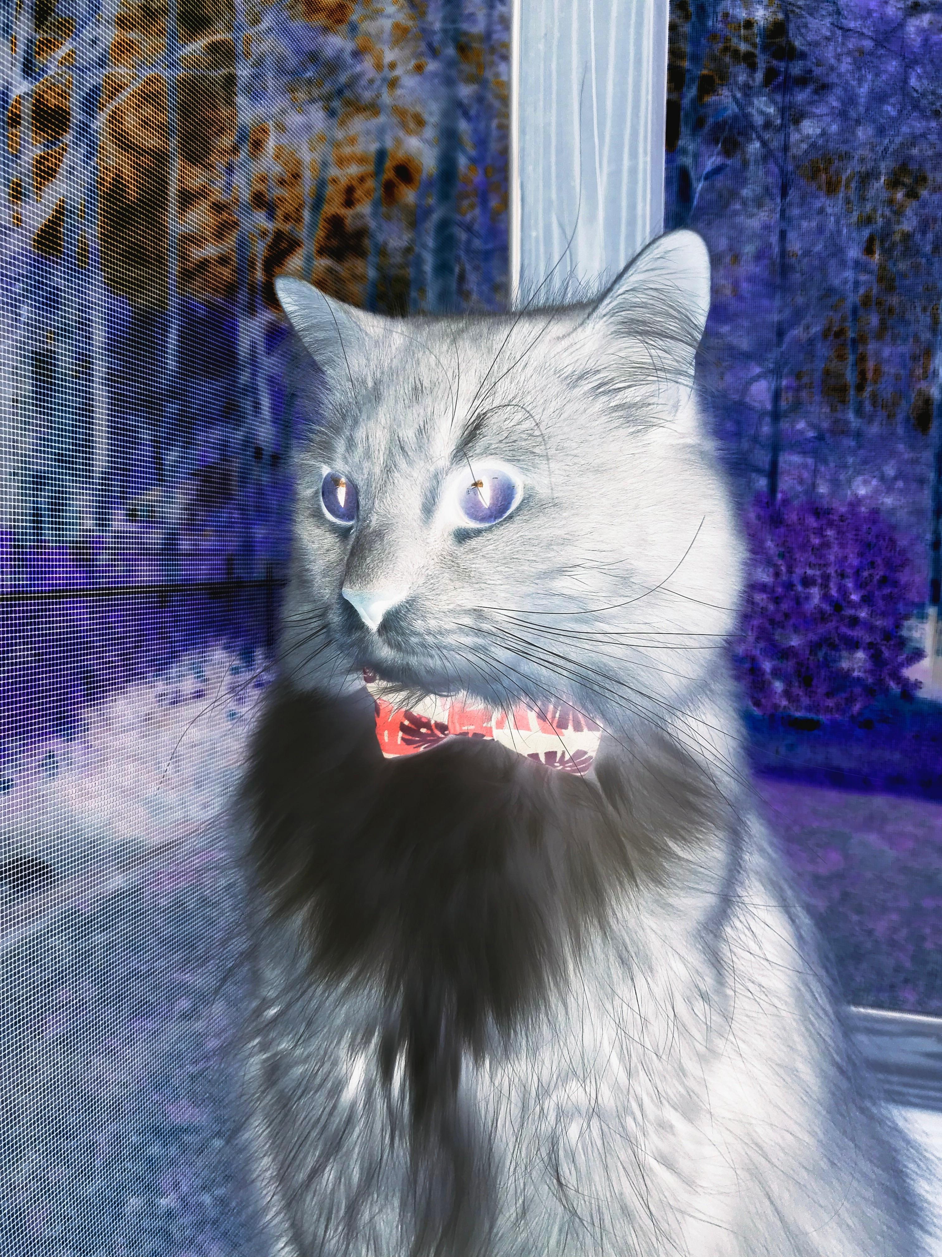 世俱杯网站-国际架高绳索比赛，高空勇士的极限挑战，高空绳索训练架