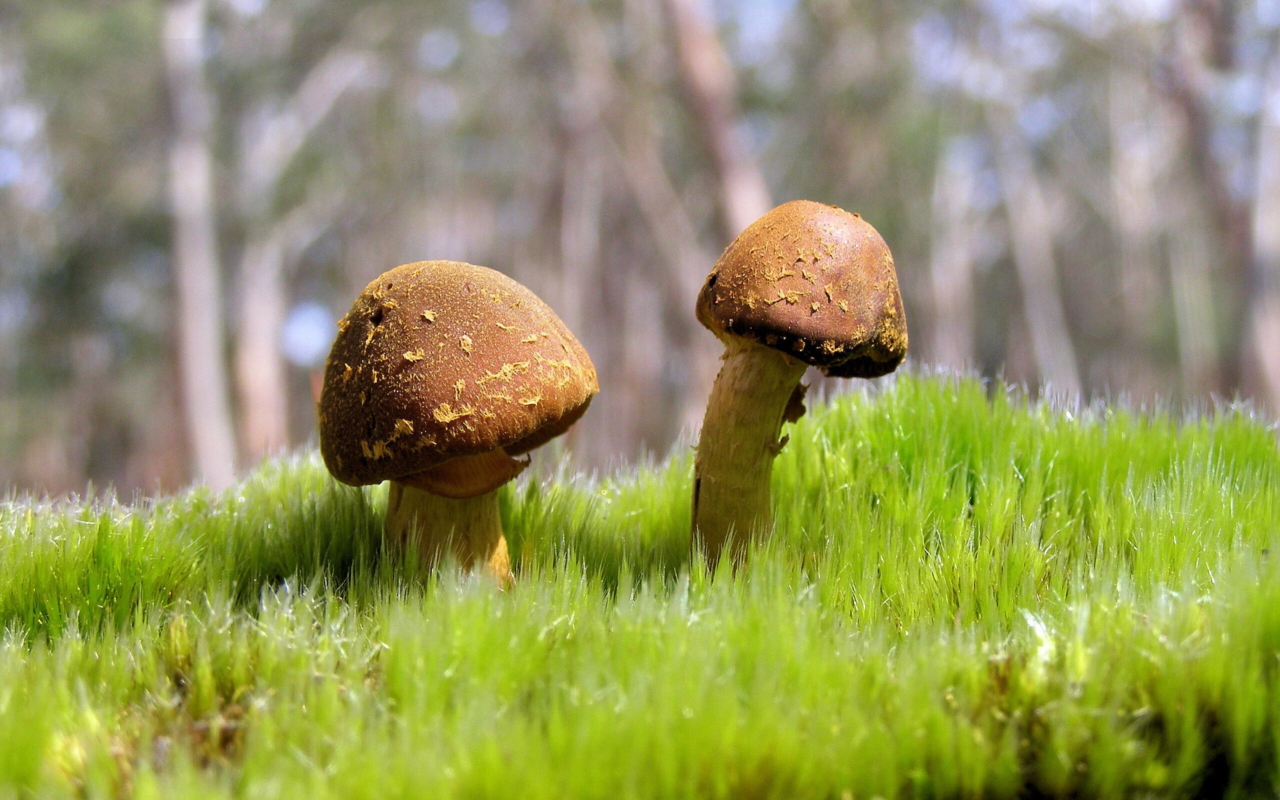 世俱杯赛程-跳水比赛奥地利男队精准入水，奥地利跳水运动员